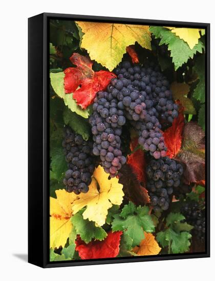 View of Pinot Noir Grape, Willamette Valley, Oregon, USA-Stuart Westmorland-Framed Stretched Canvas