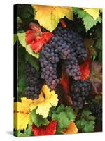 View of Pinot Noir Grape, Willamette Valley, Oregon, USA-Stuart Westmorland-Stretched Canvas