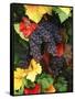 View of Pinot Noir Grape, Willamette Valley, Oregon, USA-Stuart Westmorland-Framed Stretched Canvas