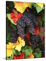 View of Pinot Noir Grape, Willamette Valley, Oregon, USA-Stuart Westmorland-Stretched Canvas