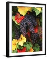 View of Pinot Noir Grape, Willamette Valley, Oregon, USA-Stuart Westmorland-Framed Premium Photographic Print