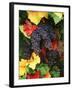 View of Pinot Noir Grape, Willamette Valley, Oregon, USA-Stuart Westmorland-Framed Premium Photographic Print