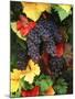 View of Pinot Noir Grape, Willamette Valley, Oregon, USA-Stuart Westmorland-Mounted Premium Photographic Print