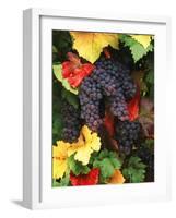 View of Pinot Noir Grape, Willamette Valley, Oregon, USA-Stuart Westmorland-Framed Photographic Print