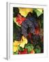 View of Pinot Noir Grape, Willamette Valley, Oregon, USA-Stuart Westmorland-Framed Photographic Print