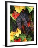 View of Pinot Noir Grape, Willamette Valley, Oregon, USA-Stuart Westmorland-Framed Photographic Print