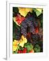 View of Pinot Noir Grape, Willamette Valley, Oregon, USA-Stuart Westmorland-Framed Photographic Print