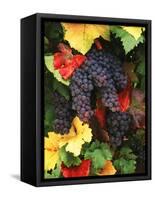 View of Pinot Noir Grape, Willamette Valley, Oregon, USA-Stuart Westmorland-Framed Stretched Canvas