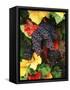 View of Pinot Noir Grape, Willamette Valley, Oregon, USA-Stuart Westmorland-Framed Stretched Canvas