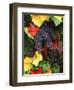 View of Pinot Noir Grape, Willamette Valley, Oregon, USA-Stuart Westmorland-Framed Photographic Print