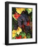 View of Pinot Noir Grape, Willamette Valley, Oregon, USA-Stuart Westmorland-Framed Photographic Print