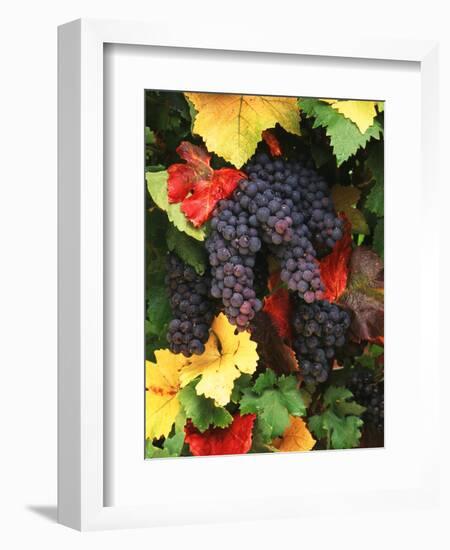 View of Pinot Noir Grape, Willamette Valley, Oregon, USA-Stuart Westmorland-Framed Photographic Print