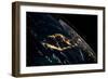 View of planet Earth from space showing night time over Cuba and Florida-null-Framed Photographic Print