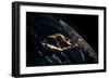 View of planet Earth from space showing night time over Cuba and Florida-null-Framed Photographic Print