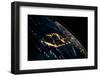 View of planet Earth from space showing night time over Cuba and Florida-null-Framed Premium Photographic Print