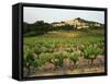 View of Provence Vineyard, Luberon, Bonnieux, Vaucluse, France-David Barnes-Framed Stretched Canvas