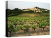 View of Provence Vineyard, Luberon, Bonnieux, Vaucluse, France-David Barnes-Stretched Canvas