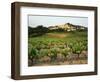 View of Provence Vineyard, Luberon, Bonnieux, Vaucluse, France-David Barnes-Framed Photographic Print