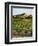 View of Provence Vineyard, Luberon, Bonnieux, Vaucluse, France-David Barnes-Framed Photographic Print