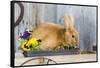 View of Rabbit Sitting in Flower Pot-Gary Carter-Framed Stretched Canvas