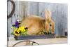 View of Rabbit Sitting in Flower Pot-Gary Carter-Stretched Canvas