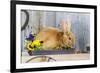 View of Rabbit Sitting in Flower Pot-Gary Carter-Framed Photographic Print