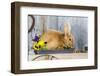 View of Rabbit Sitting in Flower Pot-Gary Carter-Framed Photographic Print