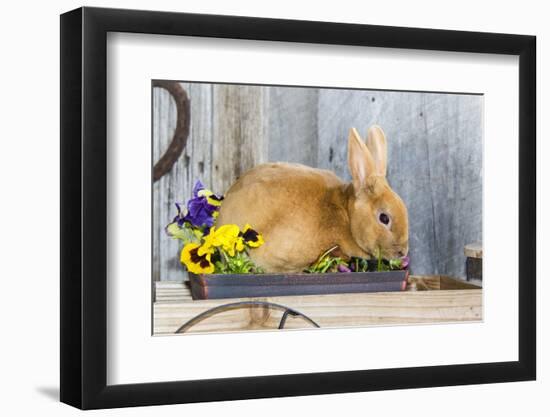 View of Rabbit Sitting in Flower Pot-Gary Carter-Framed Photographic Print
