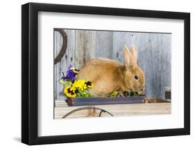 View of Rabbit Sitting in Flower Pot-Gary Carter-Framed Photographic Print