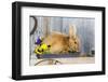 View of Rabbit Sitting in Flower Pot-Gary Carter-Framed Photographic Print