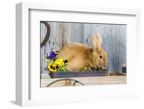 View of Rabbit Sitting in Flower Pot-Gary Carter-Framed Photographic Print