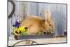 View of Rabbit Sitting in Flower Pot-Gary Carter-Mounted Photographic Print