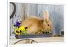 View of Rabbit Sitting in Flower Pot-Gary Carter-Framed Photographic Print