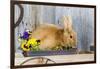 View of Rabbit Sitting in Flower Pot-Gary Carter-Framed Photographic Print