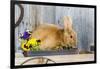 View of Rabbit Sitting in Flower Pot-Gary Carter-Framed Photographic Print