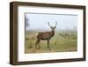 View of Red Deer-prochasson-Framed Photographic Print