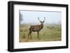 View of Red Deer-prochasson-Framed Photographic Print