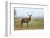 View of Red Deer-prochasson-Framed Photographic Print