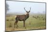 View of Red Deer-prochasson-Mounted Photographic Print