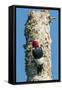 View of Red-Headed Woodpecker-Gary Carter-Framed Stretched Canvas