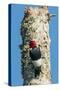 View of Red-Headed Woodpecker-Gary Carter-Stretched Canvas