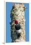 View of Red-Headed Woodpecker-Gary Carter-Framed Premium Photographic Print