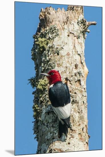 View of Red-Headed Woodpecker-Gary Carter-Mounted Premium Photographic Print