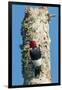 View of Red-Headed Woodpecker-Gary Carter-Framed Premium Photographic Print