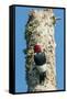 View of Red-Headed Woodpecker-Gary Carter-Framed Stretched Canvas