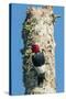 View of Red-Headed Woodpecker-Gary Carter-Stretched Canvas