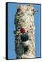 View of Red-Headed Woodpecker-Gary Carter-Framed Stretched Canvas