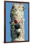 View of Red-Headed Woodpecker-Gary Carter-Framed Photographic Print