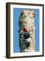 View of Red-Headed Woodpecker-Gary Carter-Framed Photographic Print