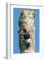 View of Red-Headed Woodpecker-Gary Carter-Framed Photographic Print